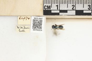 Media type: image;   Entomology 793314 Aspect: Labels